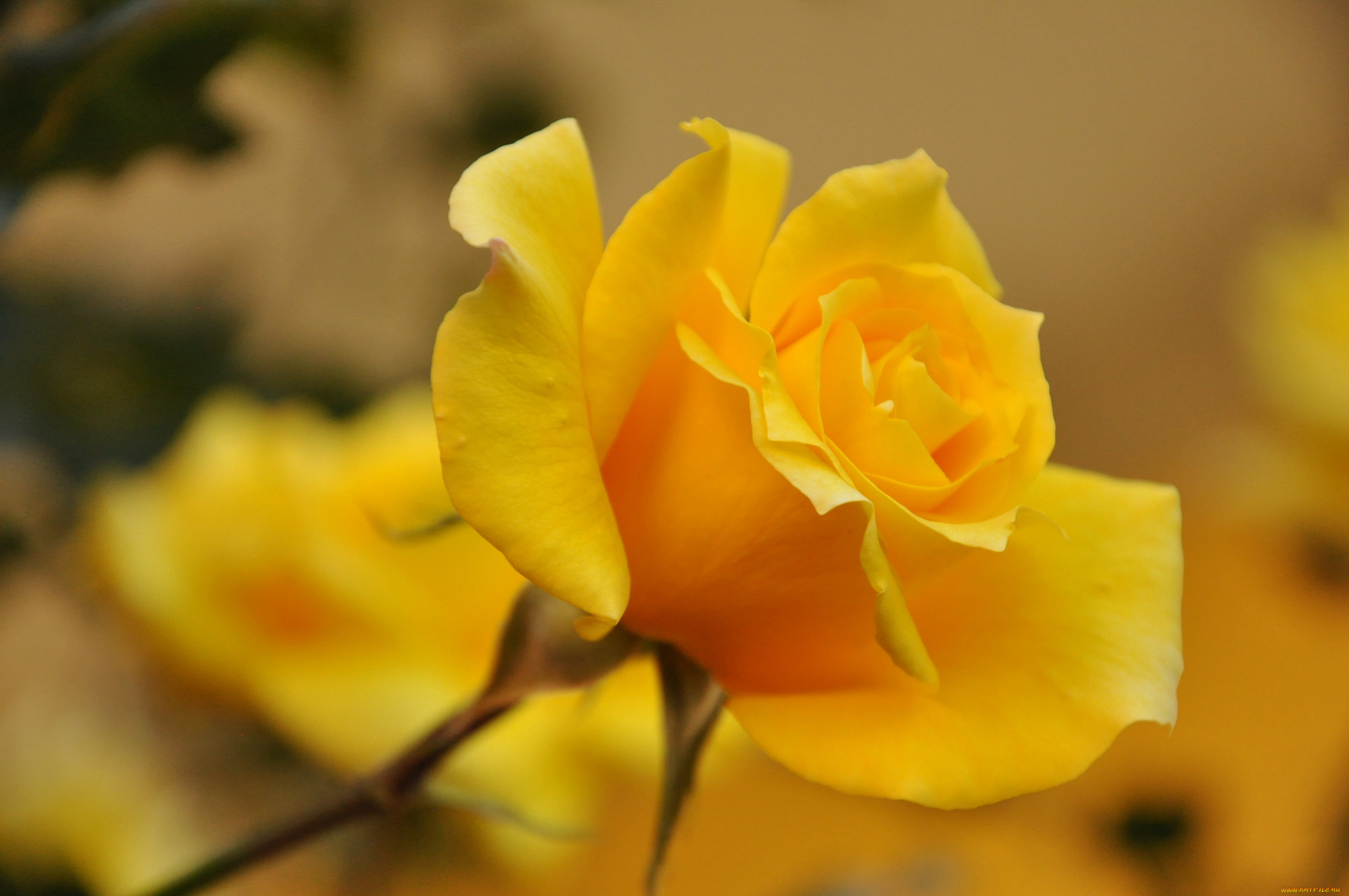 Желтоватые или розовые лепестки. Желтые розы. Лепестки роз жёлтые.